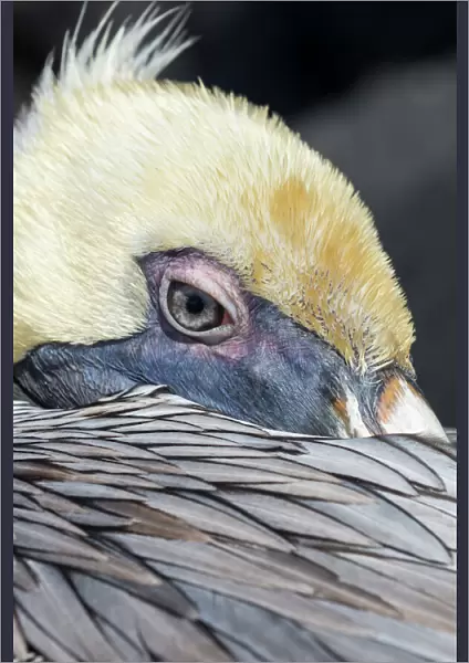 Brown pelican (Pelecanus occidentalis) close up whilst resting, Punta Suarez, Espanola Island