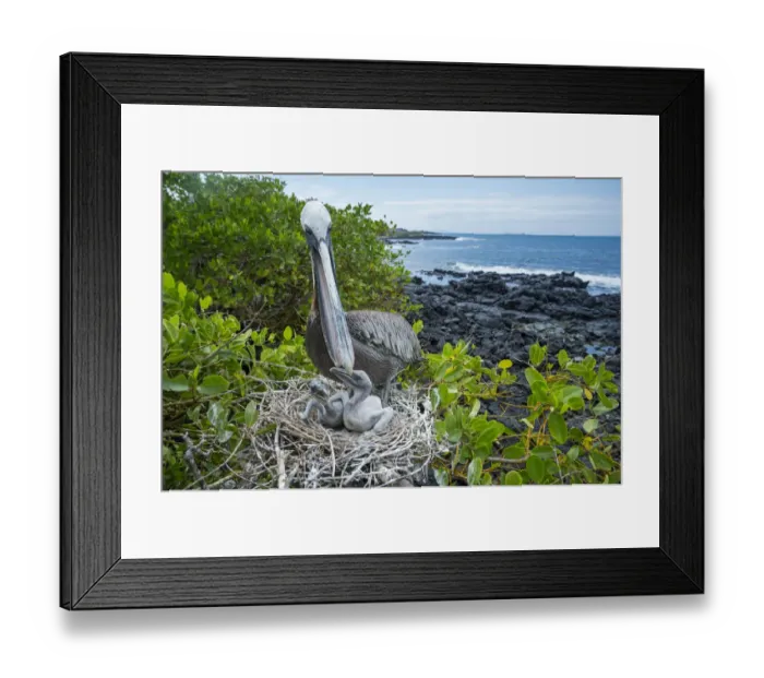 Framed Print : Brown pelican (Pelecanus occidentalis) feeding chicks at nest, Puerto Ayora / Academy Bay Framed Print : Brown pelican (Pelecanus occidentalis) feeding chicks at nest, Puerto Ayora / Academy Bay