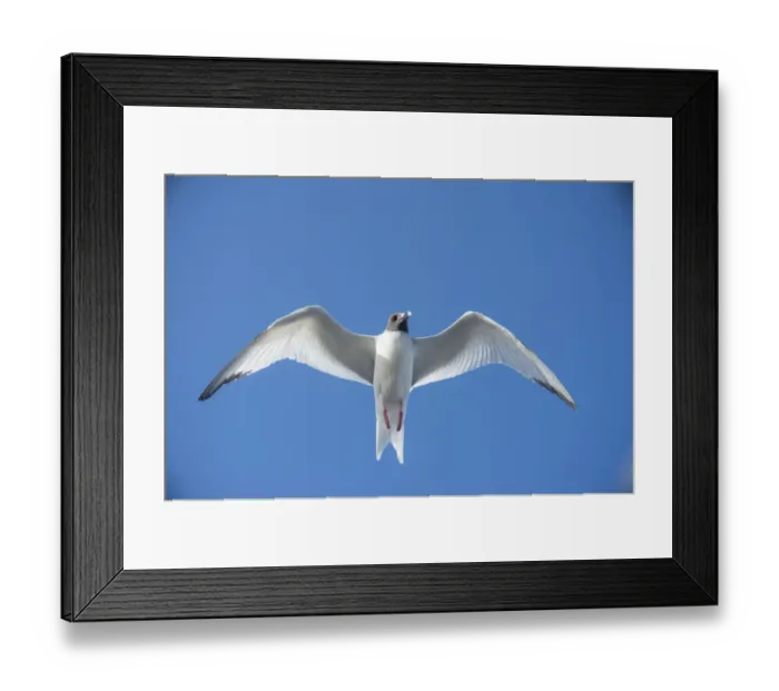 Framed Print : Swallow-tailed gull (Creagrus furcatus) in flight, Plazas Islands, Galapagos Framed Print : Swallow-tailed gull (Creagrus furcatus) in flight, Plazas Islands, Galapagos