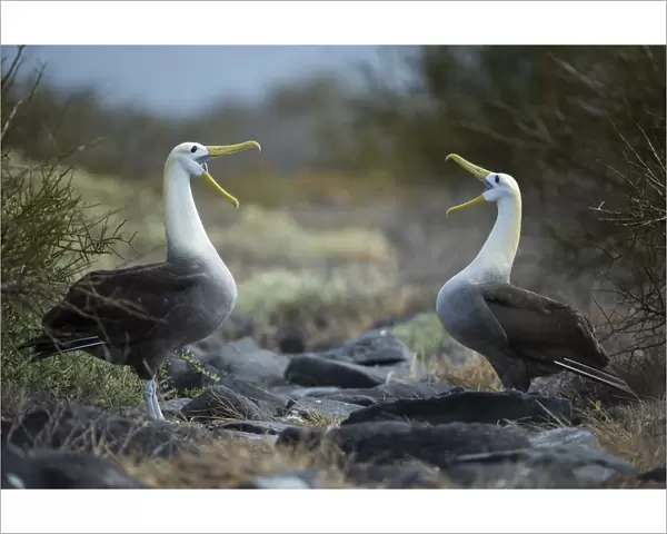 Waved albatross (Phoebastria irrorata) pair in courtship display at nest site, Punta Suarez
