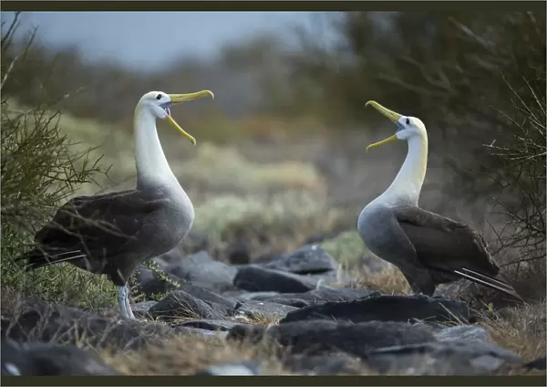 Waved albatross (Phoebastria irrorata) pair in courtship display at nest site, Punta Suarez