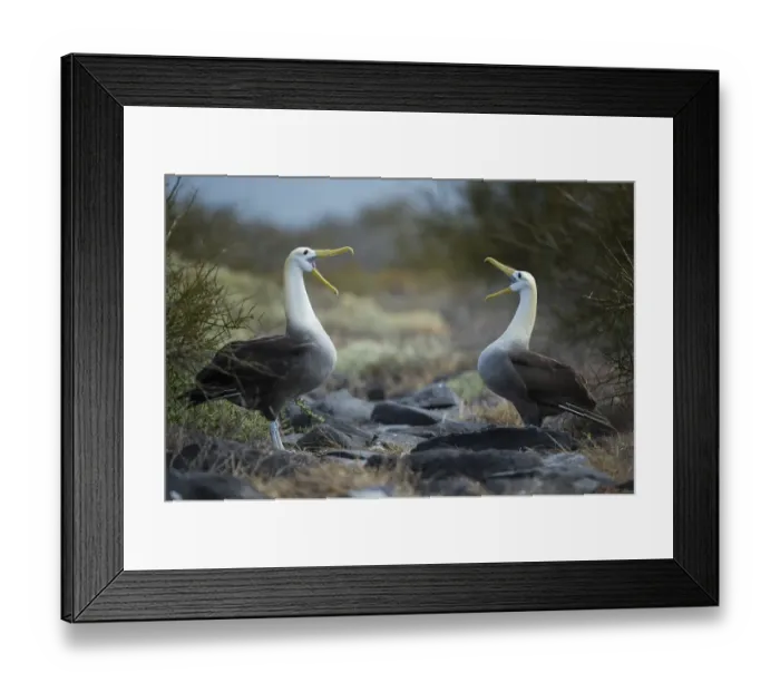 Framed Print : Waved albatross (Phoebastria irrorata) pair in courtship display at nest site, Punta Suarez Framed Print : Waved albatross (Phoebastria irrorata) pair in courtship display at nest site, Punta Suarez