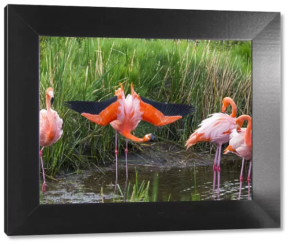 American flamingo (Phoenicopterus ruber) group of four with one displaying Punta Moreno
