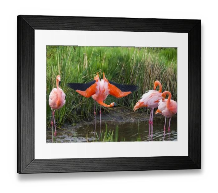 Framed Print : American flamingo (Phoenicopterus ruber) group of four with one displaying Punta Moreno Framed Print : American flamingo (Phoenicopterus ruber) group of four with one displaying Punta Moreno