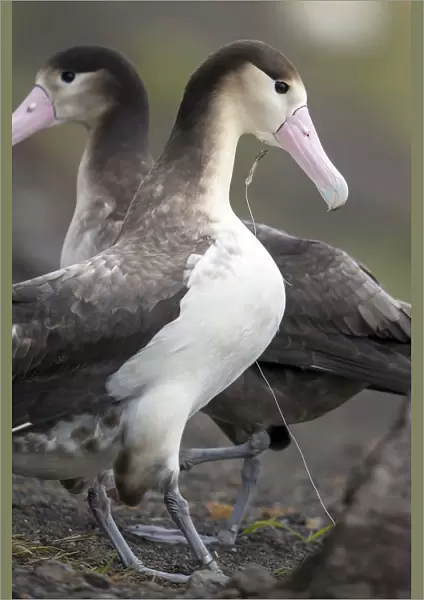 Short tailed albatross (Phoebastria albatrus) subadult with fish-hook and monofilament