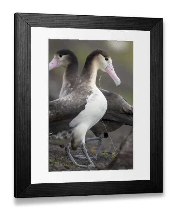 Framed Print : Short tailed albatross (Phoebastria albatrus) subadult with fish-hook and monofilament Framed Print : Short tailed albatross (Phoebastria albatrus) subadult with fish-hook and monofilament