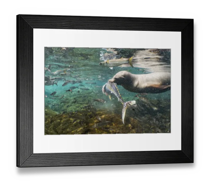 Framed Print : Galapagos sea lion (Zalophus wollebaeki) hunting tuna Framed Print : Galapagos sea lion (Zalophus wollebaeki) hunting tuna