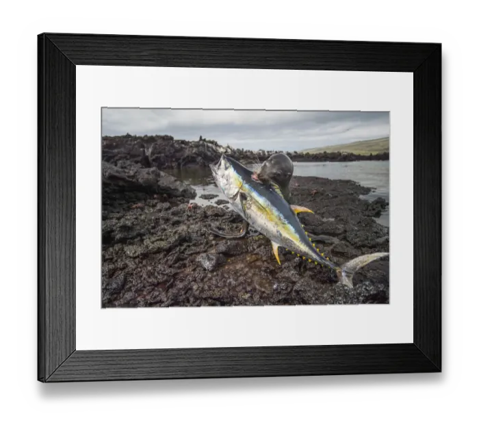 Framed Print : Galapagos sea lion (Zalophus wollebaeki) killing tuna Framed Print : Galapagos sea lion (Zalophus wollebaeki) killing tuna