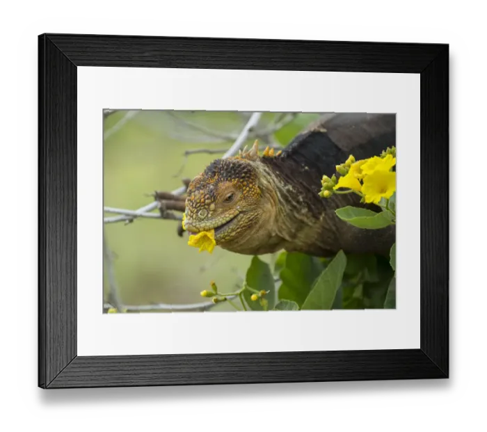 Framed Print : Galapagos land iguana (Colonophhus subcristatus) feeding on flower. Seymour Island Framed Print : Galapagos land iguana (Colonophhus subcristatus) feeding on flower. Seymour Island
