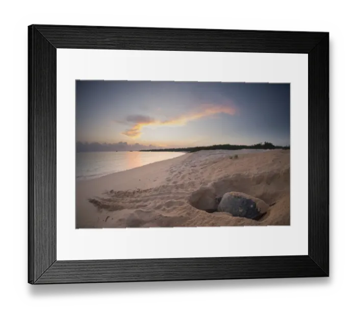 Framed Print : Green turtle (Chelonia mydas) female laying eggs, North coast, Santa Cruz Island Framed Print : Green turtle (Chelonia mydas) female laying eggs, North coast, Santa Cruz Island