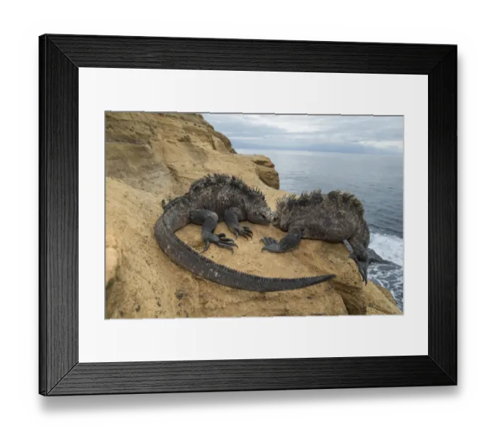 Framed Print : Marine iguana (Amblyrhynchus cristatus), Punta Vicente Roca, Isabela Island, Galapagos