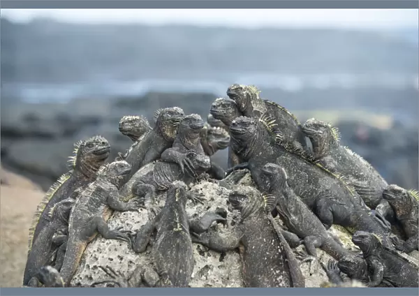 Marine iguana (Amblyrhynchus cristatus) group resting on rocks, Cape Hammond, Fernandina Island