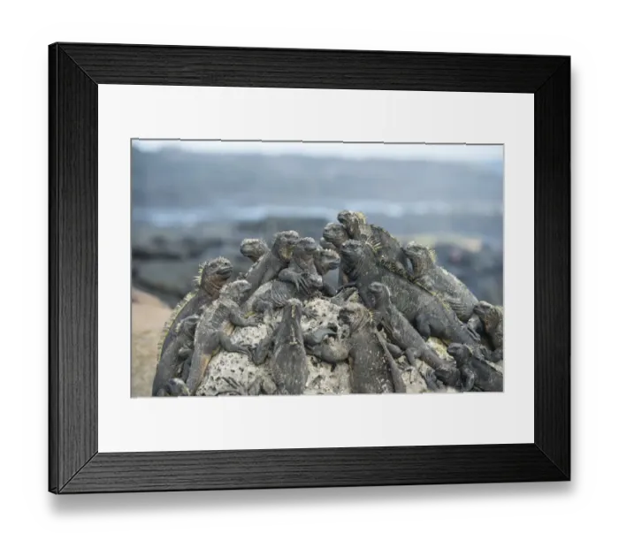 Framed Print : Marine iguana (Amblyrhynchus cristatus) group resting on rocks, Cape Hammond, Fernandina Island Framed Print : Marine iguana (Amblyrhynchus cristatus) group resting on rocks, Cape Hammond, Fernandina Island