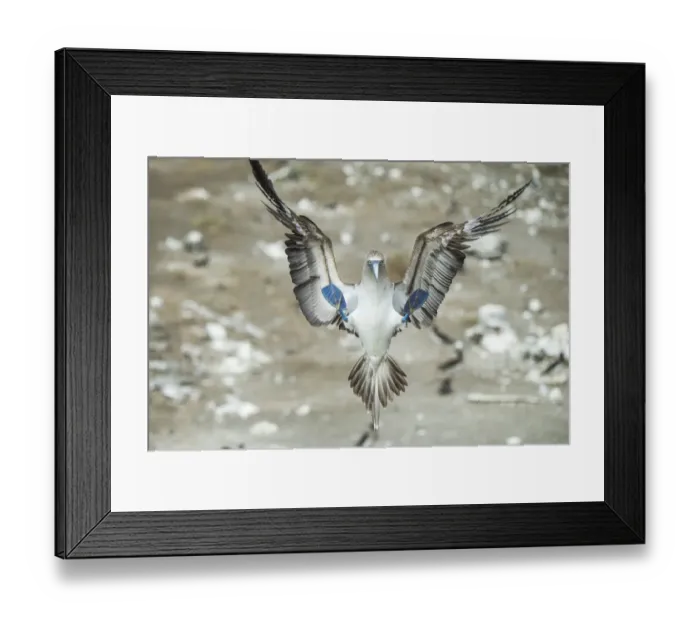 Framed Print : Blue-footed booby (Sula nebouxii) landing. Punta Vicente Roca, Isabela Island, Galapagos Framed Print : Blue-footed booby (Sula nebouxii) landing. Punta Vicente Roca, Isabela Island, Galapagos