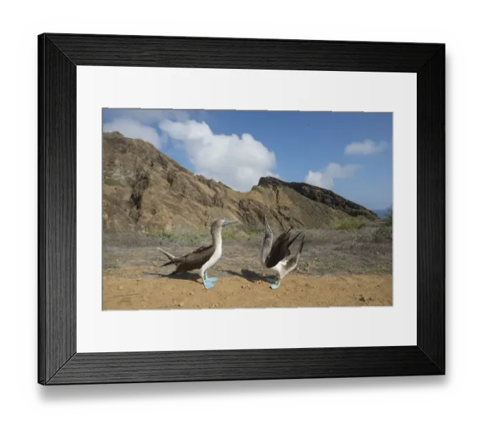 Framed Print : Blue-footed booby (Sula nebouxii), pair in courtship display. Punta Pitt, San Cristobal Island