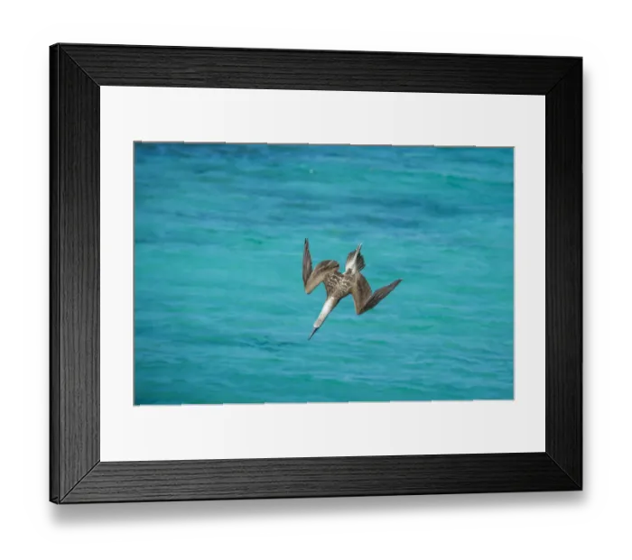 Framed Print : Blue-footed booby (Sula nebouxii) diving towards sea, folding wings. Northeast coast Framed Print : Blue-footed booby (Sula nebouxii) diving towards sea, folding wings. Northeast coast