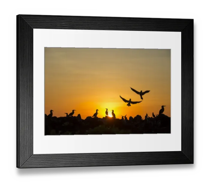 Framed Print : Blue-footed booby (Sula nebouxii) colony at sunet. Cape Douglas, Fernandina Island, Galapagos Framed Print : Blue-footed booby (Sula nebouxii) colony at sunet. Cape Douglas, Fernandina Island, Galapagos