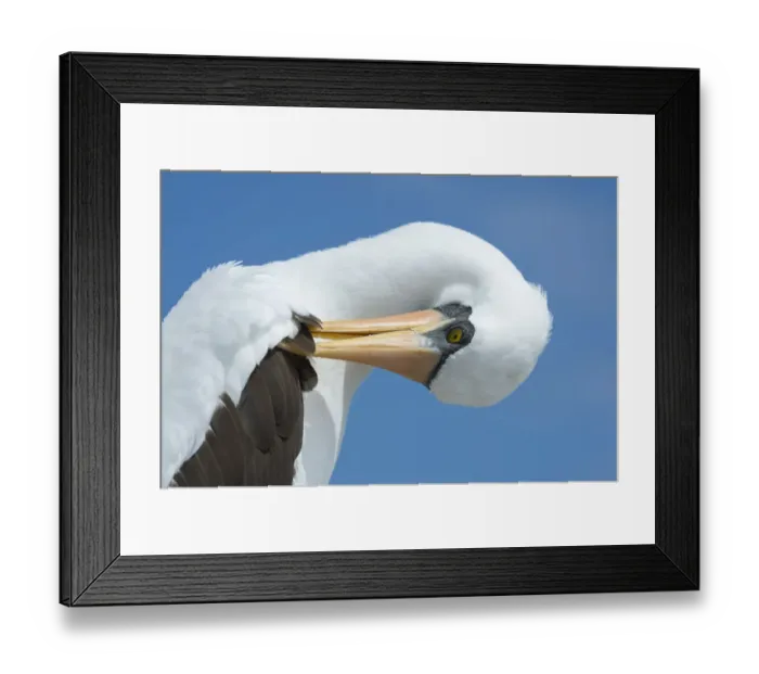 Framed Print : Nazca booby (Sula granti) preening. Punta Suarez, Espanola Island, Galapagos Framed Print : Nazca booby (Sula granti) preening. Punta Suarez, Espanola Island, Galapagos