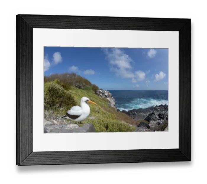 Framed Print : Nazca booby (Sula granti) standing on rock at coast. Punta Suarez, Espanola Island, Galapagos
