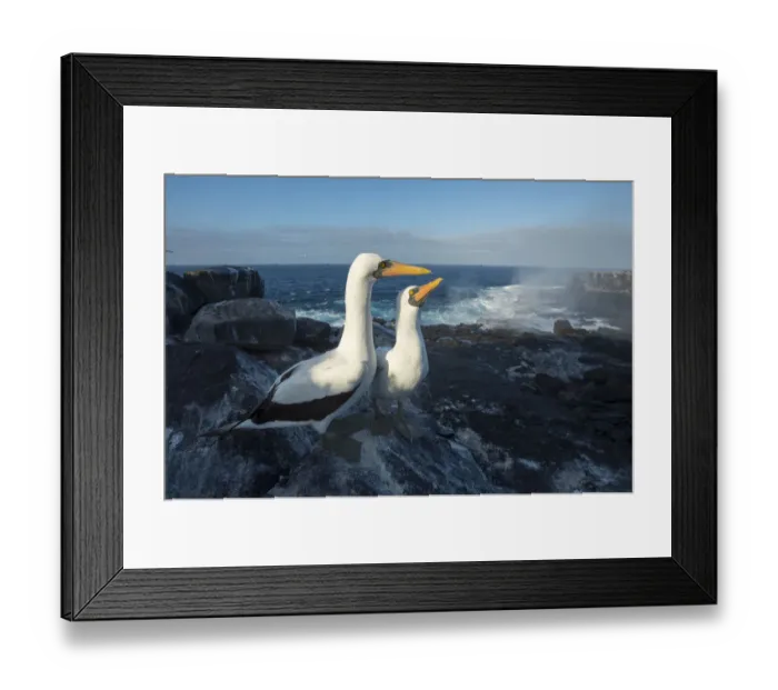 Framed Print : Nazca booby (Sula granti), pair on rocky shore at dawn. Punta Suarez, Espanola Island, Galapagos Framed Print : Nazca booby (Sula granti), pair on rocky shore at dawn. Punta Suarez, Espanola Island, Galapagos