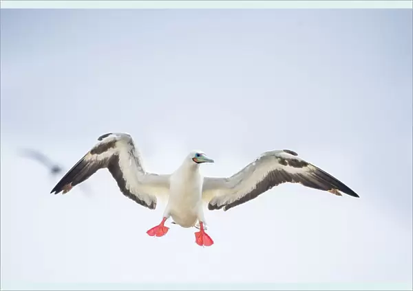 Red-footed booby (Sula sula) in flight with wings outstretched. Genovesa Island, Galapagos