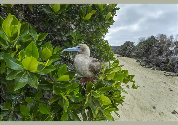 Red-footed booby (Sula sula) perched in tree. Genovesa Island, Galapagos