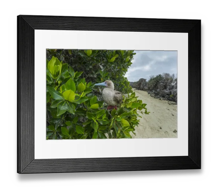 Framed Print : Red-footed booby (Sula sula) perched in tree. Genovesa Island, Galapagos Framed Print : Red-footed booby (Sula sula) perched in tree. Genovesa Island, Galapagos