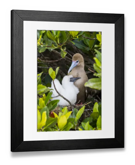 Framed Print : Red-footed booby (Sula sula), adult and chick at nest. Genovesa Island, Galapagos