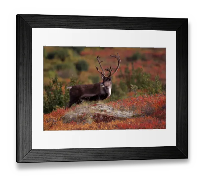 Framed Print : RF- Reindeer (Rangifer tarandus) feeding. Denali National Park, Alaska, USA Framed Print : RF- Reindeer (Rangifer tarandus) feeding. Denali National Park, Alaska, USA