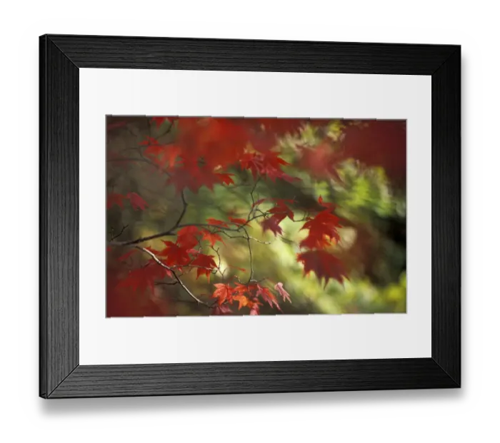 Framed Print : Autumn colours impression - Japanese maple leaves, Stourhead, Wiltshire, UK Framed Print : Autumn colours impression - Japanese maple leaves, Stourhead, Wiltshire, UK