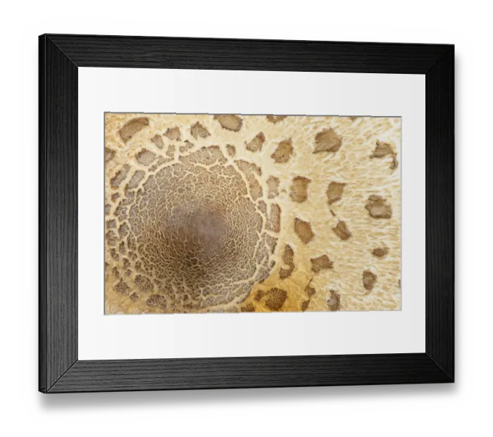 Framed Print : Parasol mushroom cap close-up detail {Macrolepiota procera} Europe Framed Print : Parasol mushroom cap close-up detail {Macrolepiota procera} Europe