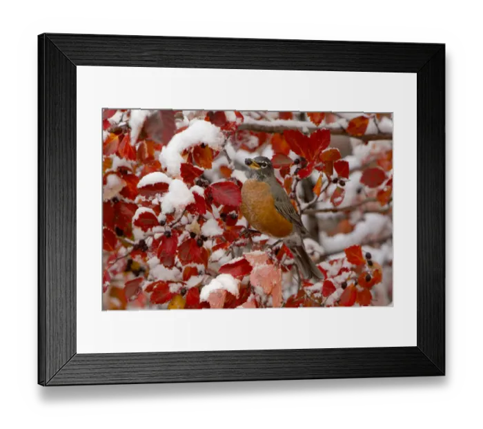 Framed Print : RF- American robin (Turdus migratorius) female feeding in Black hawthorn (Crataegus douglasii) Framed Print : RF- American robin (Turdus migratorius) female feeding in Black hawthorn (Crataegus douglasii)