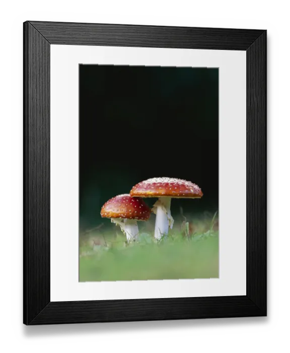 Framed Print : Fly agaric toadstools {Amanita muscaria} Lancashire, UK Framed Print : Fly agaric toadstools {Amanita muscaria} Lancashire, UK