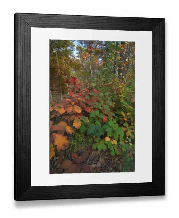 Framed Print : Northern red oak trees {Quercus rubra} leaves changing colour in autumn, Belgium Framed Print : Northern red oak trees {Quercus rubra} leaves changing colour in autumn, Belgium