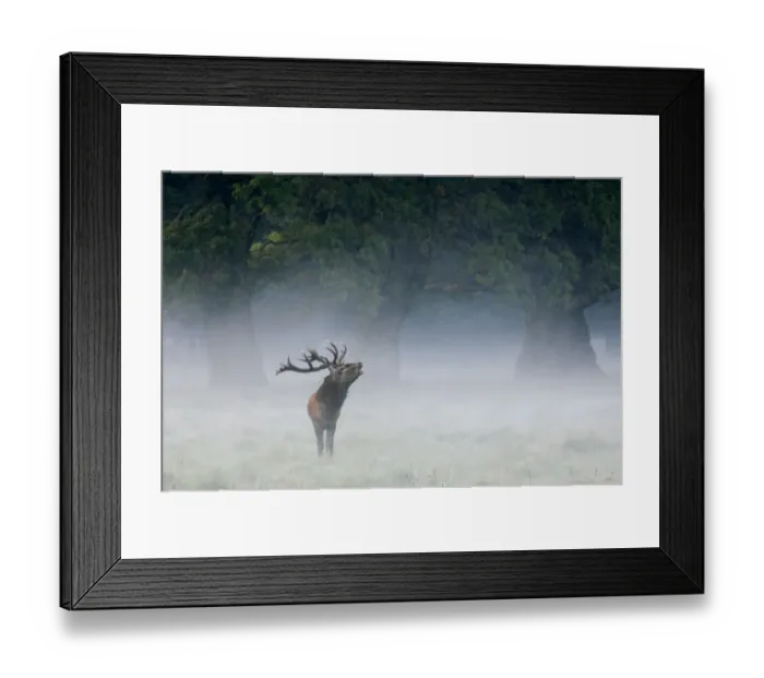 Framed Print : Red deer stag {Cervus elaphus} calling in the mist, Dyrehaven, Denmark Framed Print : Red deer stag {Cervus elaphus} calling in the mist, Dyrehaven, Denmark