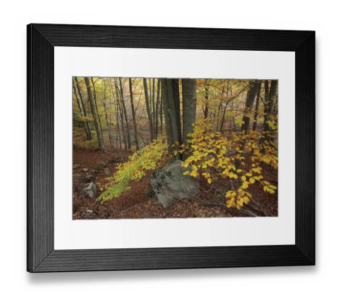 Framed Print : Autumnal beechwood in Montseny Natural Park, Barcelona, Spain Framed Print : Autumnal beechwood in Montseny Natural Park, Barcelona, Spain