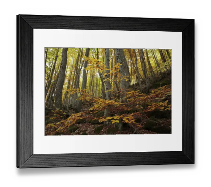 Framed Print : Beechwood in Ordesa y Monte Perdido National Park in the Pyrenees, Huesca, Spain Framed Print : Beechwood in Ordesa y Monte Perdido National Park in the Pyrenees, Huesca, Spain