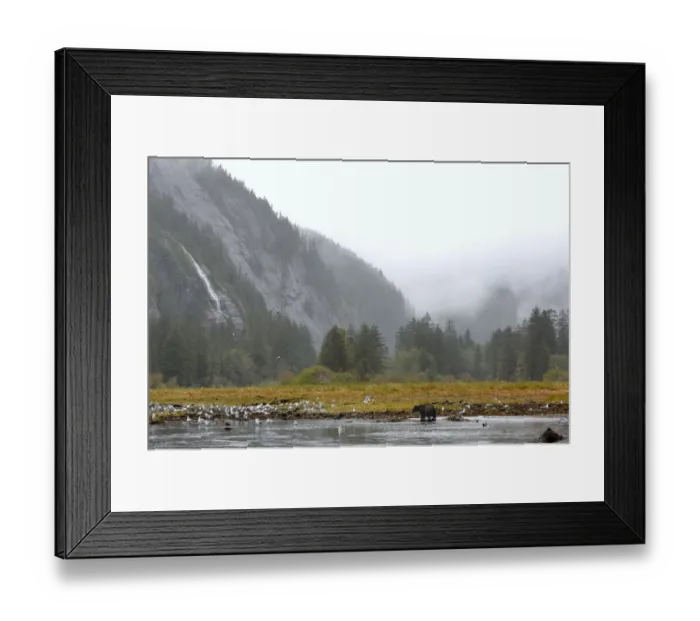 Framed Print : Grizzly bear (Ursus arctos horribilis) walking through creek, BC, Canada, Autumn Framed Print : Grizzly bear (Ursus arctos horribilis) walking through creek, BC, Canada, Autumn