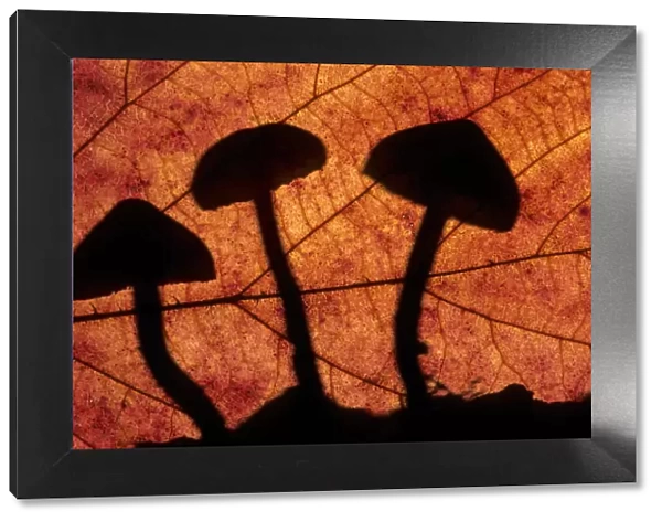 Toadstools outlined through a leaf, autumn, Lorraine, France