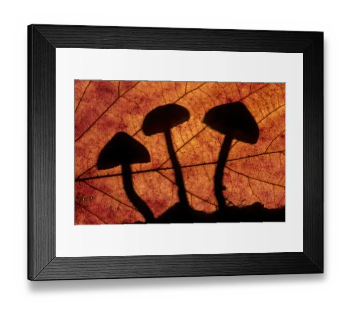 Framed Print : Toadstools outlined through a leaf, autumn, Lorraine, France