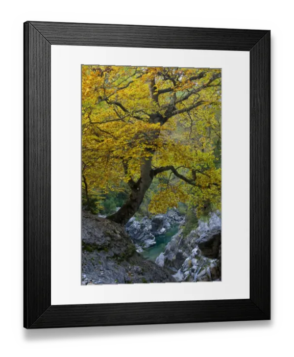 Framed Print : Autumm in Anisclo Valley, Ordesa Monte Perdido National Park, Pyrenees, Aragon, Spain Framed Print : Autumm in Anisclo Valley, Ordesa Monte Perdido National Park, Pyrenees, Aragon, Spain