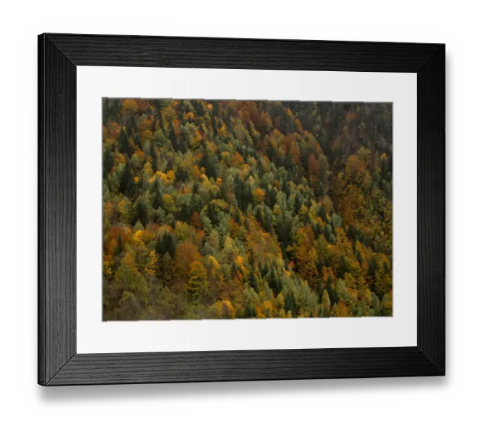 Framed Print : Autumnal trees in the Valley of Varrados, Val d Aran, Catalonia, Pyrenees Framed Print : Autumnal trees in the Valley of Varrados, Val d Aran, Catalonia, Pyrenees