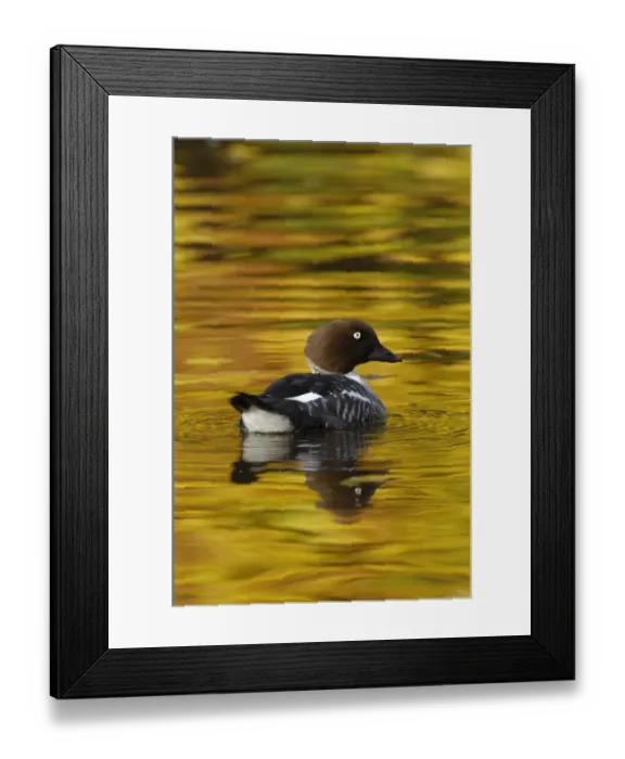 Framed Print : Female Goldeneye (Bucephala clangula) on lake with autumn reflections, Wirral, UK Framed Print : Female Goldeneye (Bucephala clangula) on lake with autumn reflections, Wirral, UK