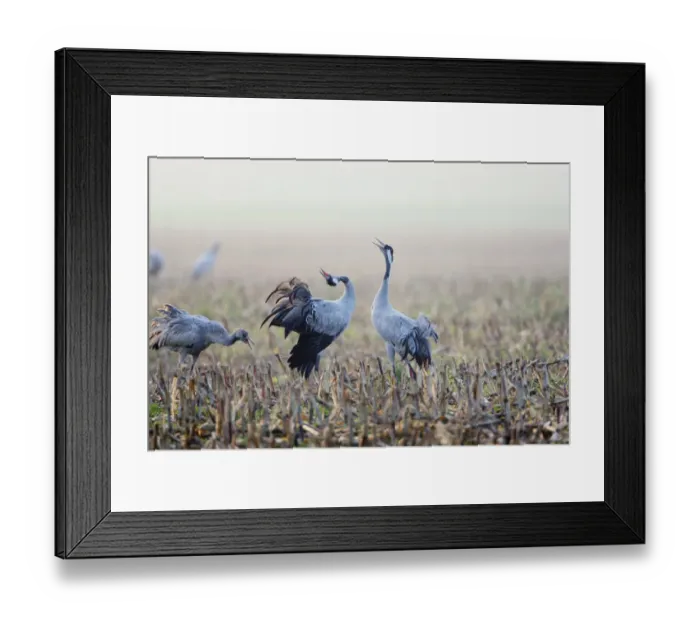 Framed Print : Common Crane (Grus grus) juvenile and two adult calling, displaying, in harvested Framed Print : Common Crane (Grus grus) juvenile and two adult calling, displaying, in harvested
