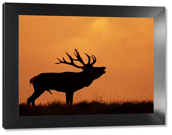 Silhouette of Red Deer (Cervus elaphus) stag calling during rut, Dyrehaven, Denmark