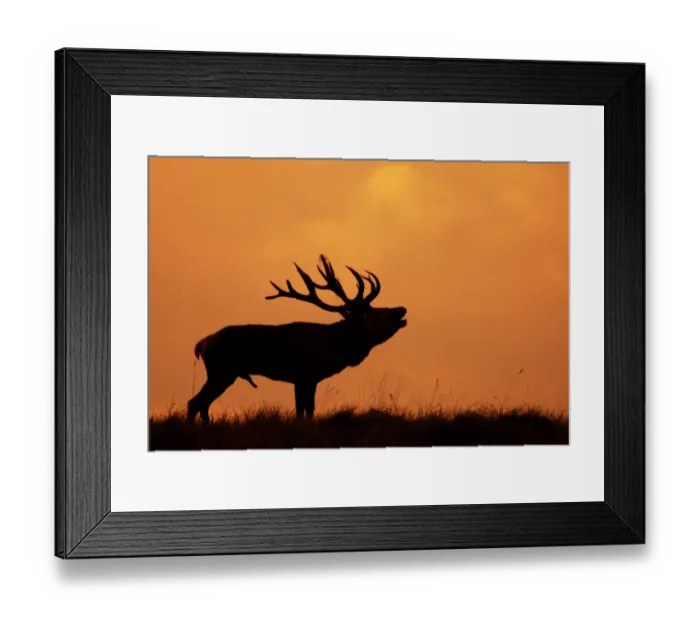 Framed Print : Silhouette of Red Deer (Cervus elaphus) stag calling during rut, Dyrehaven, Denmark Framed Print : Silhouette of Red Deer (Cervus elaphus) stag calling during rut, Dyrehaven, Denmark