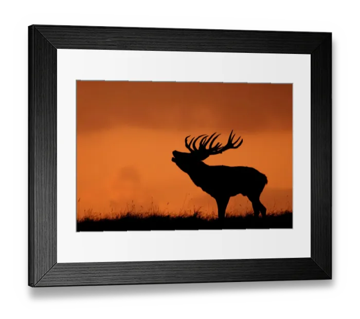 Framed Print : Silhouette of Red deer (Cervus elaphus) stag calling at sunset, Dyrehaven, Denmark Framed Print : Silhouette of Red deer (Cervus elaphus) stag calling at sunset, Dyrehaven, Denmark