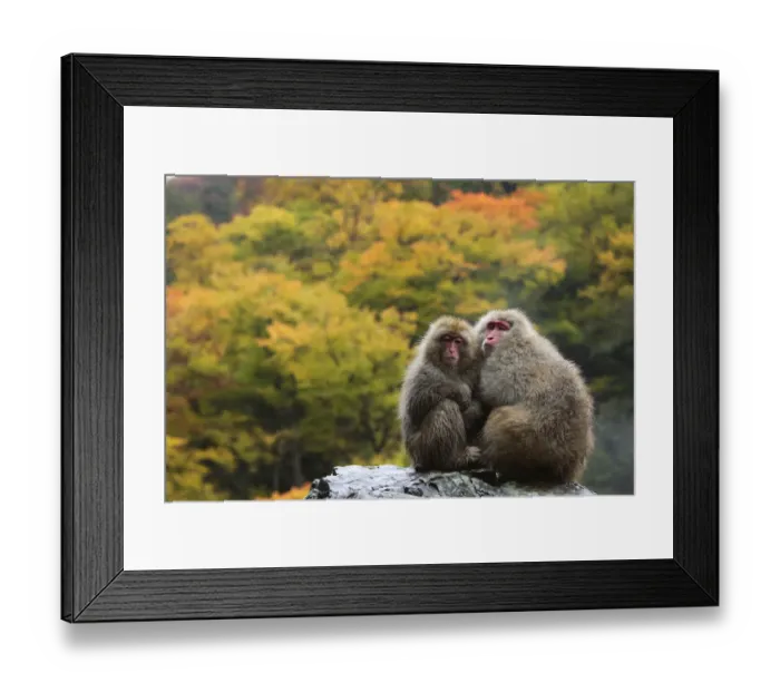 Framed Print : Japanese macaque / Snow monkey {Macaca fuscata} female and young huddle together Framed Print : Japanese macaque / Snow monkey {Macaca fuscata} female and young huddle together
