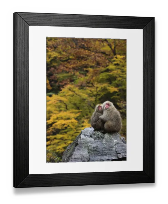 Framed Print : Japanese macaque / Snow monkey {Macaca fuscata} female and young huddle together Framed Print : Japanese macaque / Snow monkey {Macaca fuscata} female and young huddle together