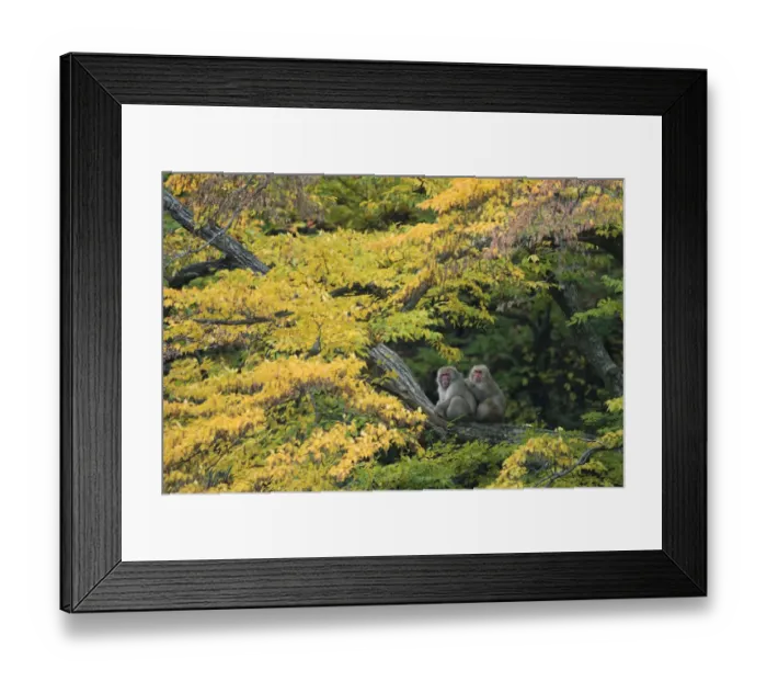 Framed Print : Japanese macaque / Snow monkey {Macaca fuscata} male grooming female in courtship Framed Print : Japanese macaque / Snow monkey {Macaca fuscata} male grooming female in courtship
